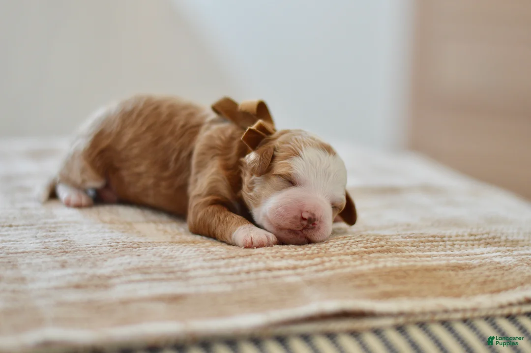 Goldendoodle dogs for sale: Clove - Ad 4