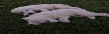 Great Pyrenees 5