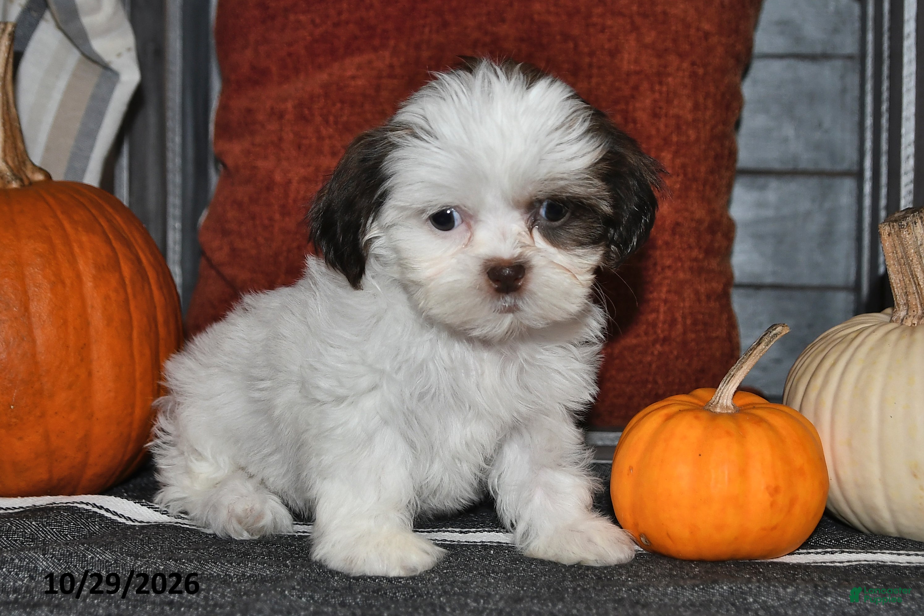 Shih Tzu dogs for sale: Zonya - Ad 2