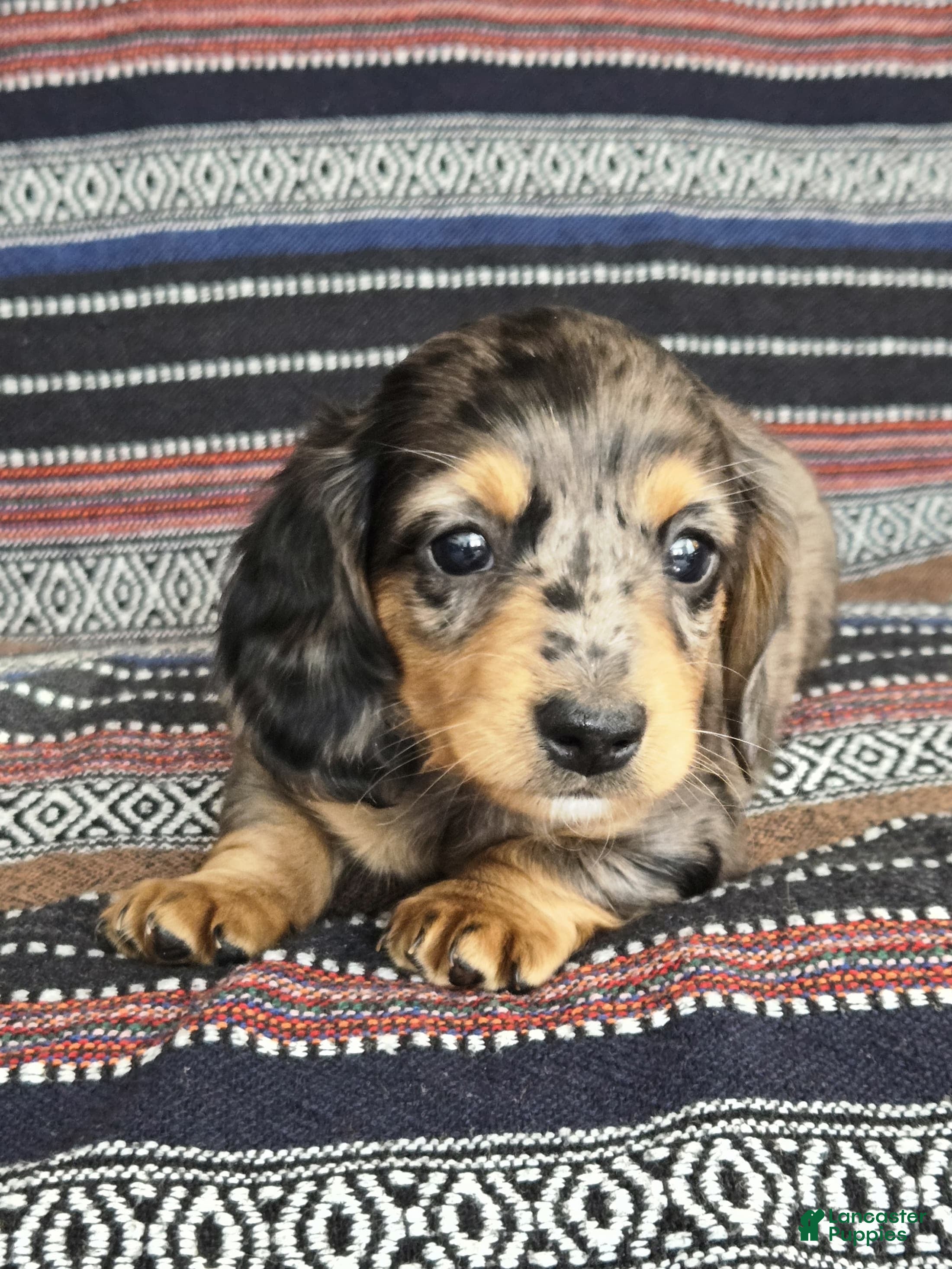 Miniature Dachshund dogs Marco - Ad 2