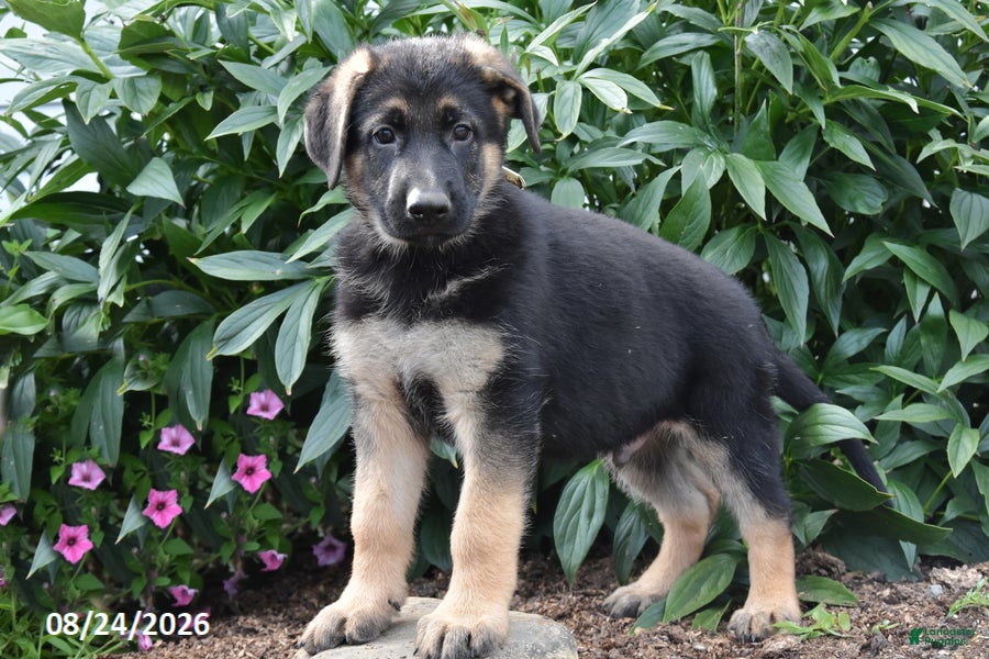 German Shepherd dogs Bob - Ad 2