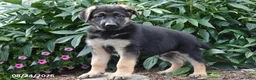 German Shepherd dogs for sale: Bob - Ad 2