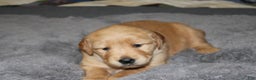 Golden Retriever dogs for sale: Felicity - Ad 5