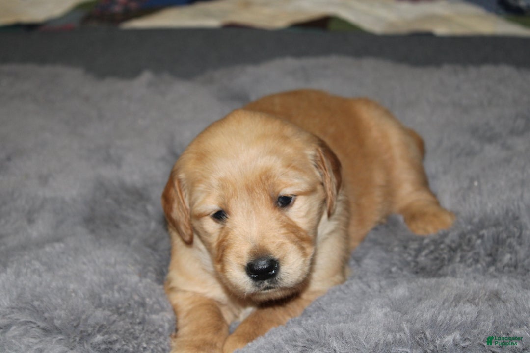 Golden Retriever dogs for sale: Felicity - Ad 5