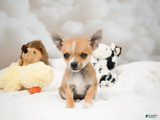 Chihuahua dogs - Ad 21