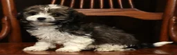 Havanese dogs for sale: AJ - Ad 3