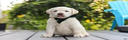 Labrador Retriever dogs for sale: Julep - Ad 10