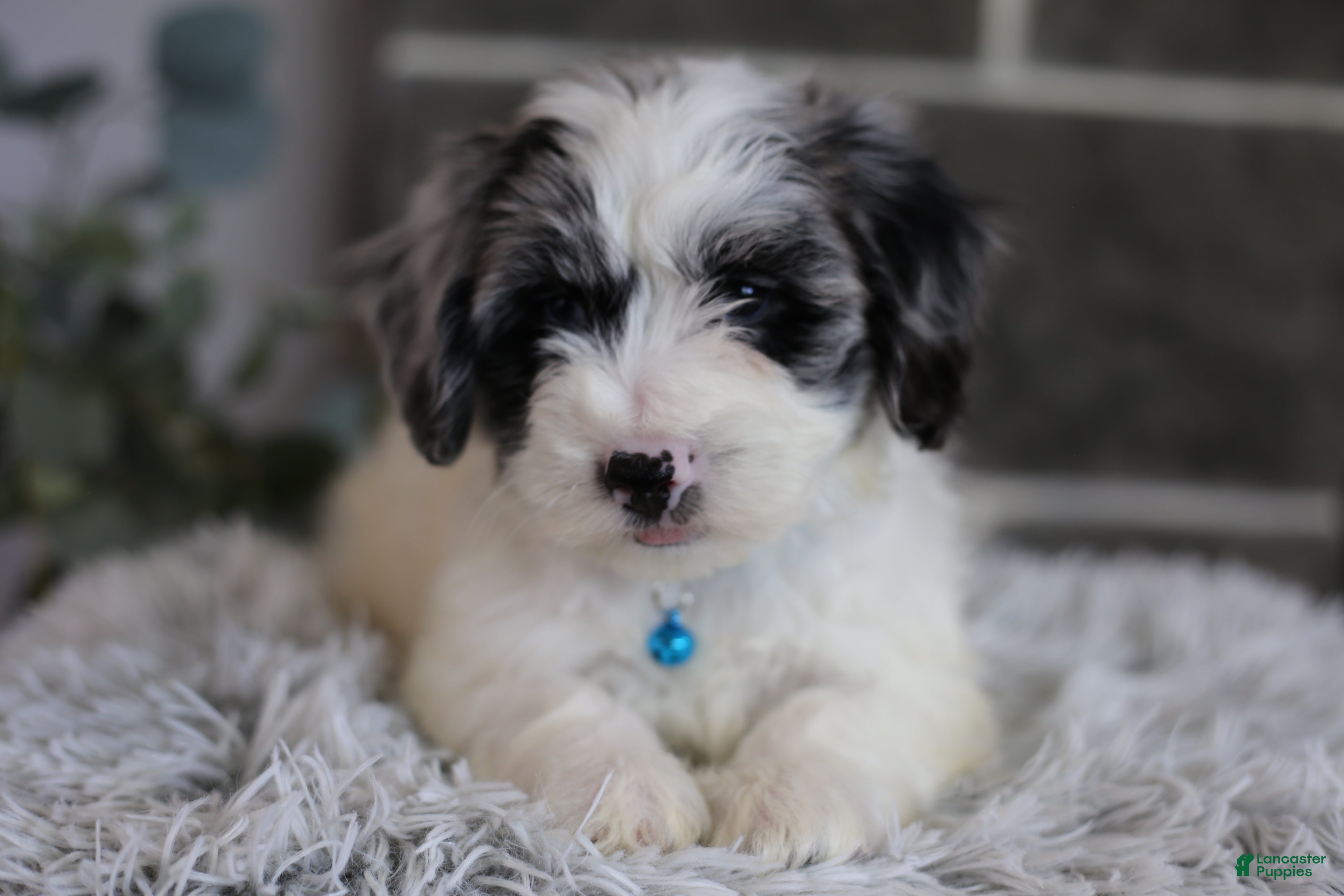 Maltipoo dogs Dexter  - Ad 2