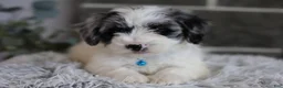 Maltipoo dogs for sale: Dexter  - Ad 2