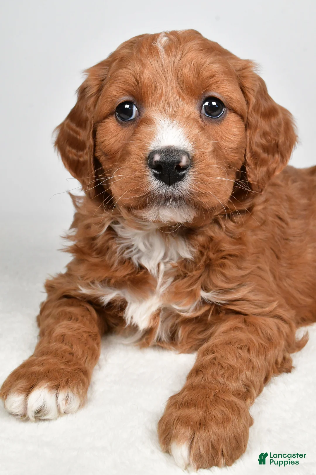 Mini Goldendoodle dogs for sale: Benji - Ad 7