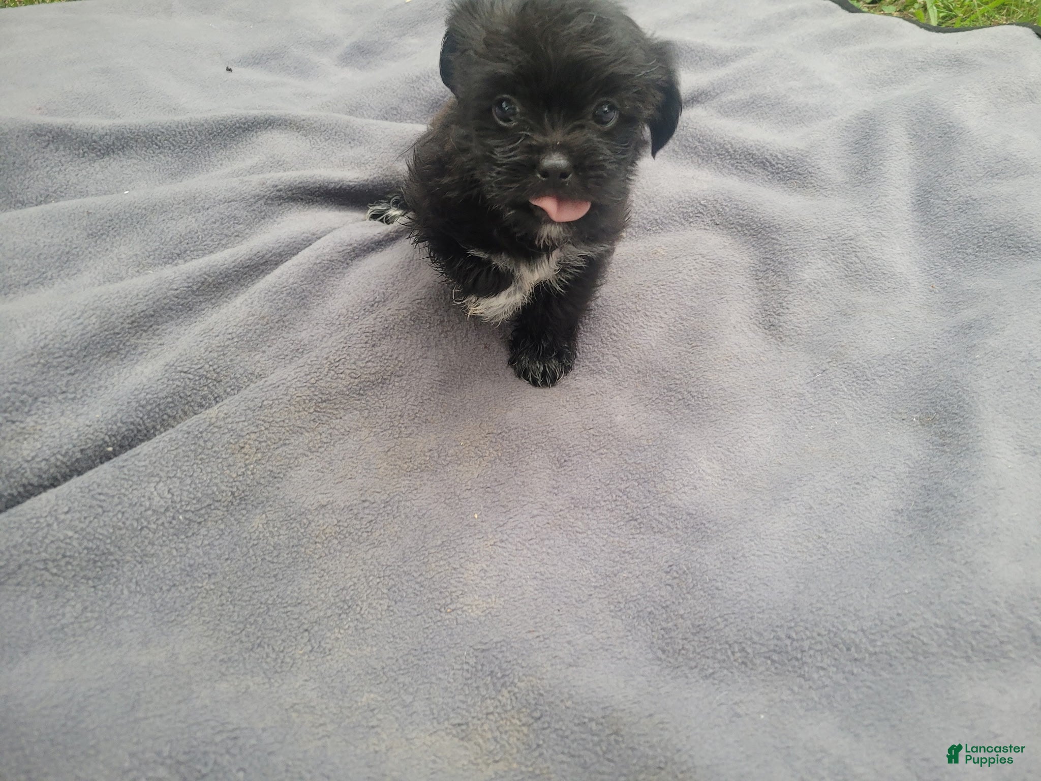 Morkie dogs Kim  - Ad 2