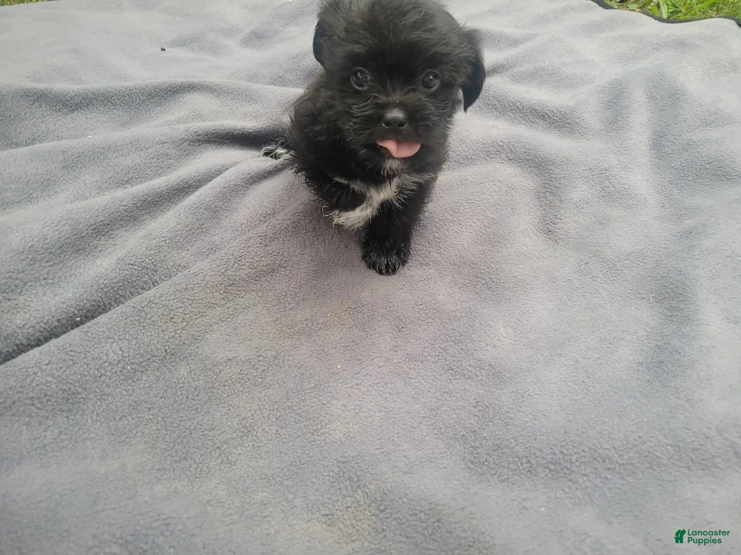 Morkie dogs for sale: Kim  - Ad 2