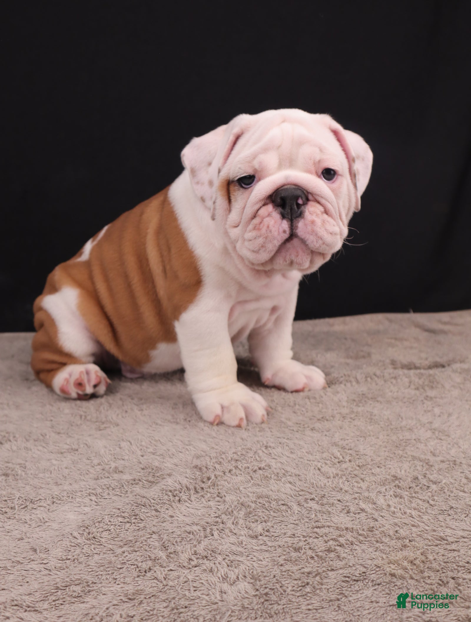 English Bulldog dogs Hank - Ad 1