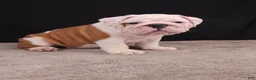 English Bulldog dogs for sale: Hank - Ad 5