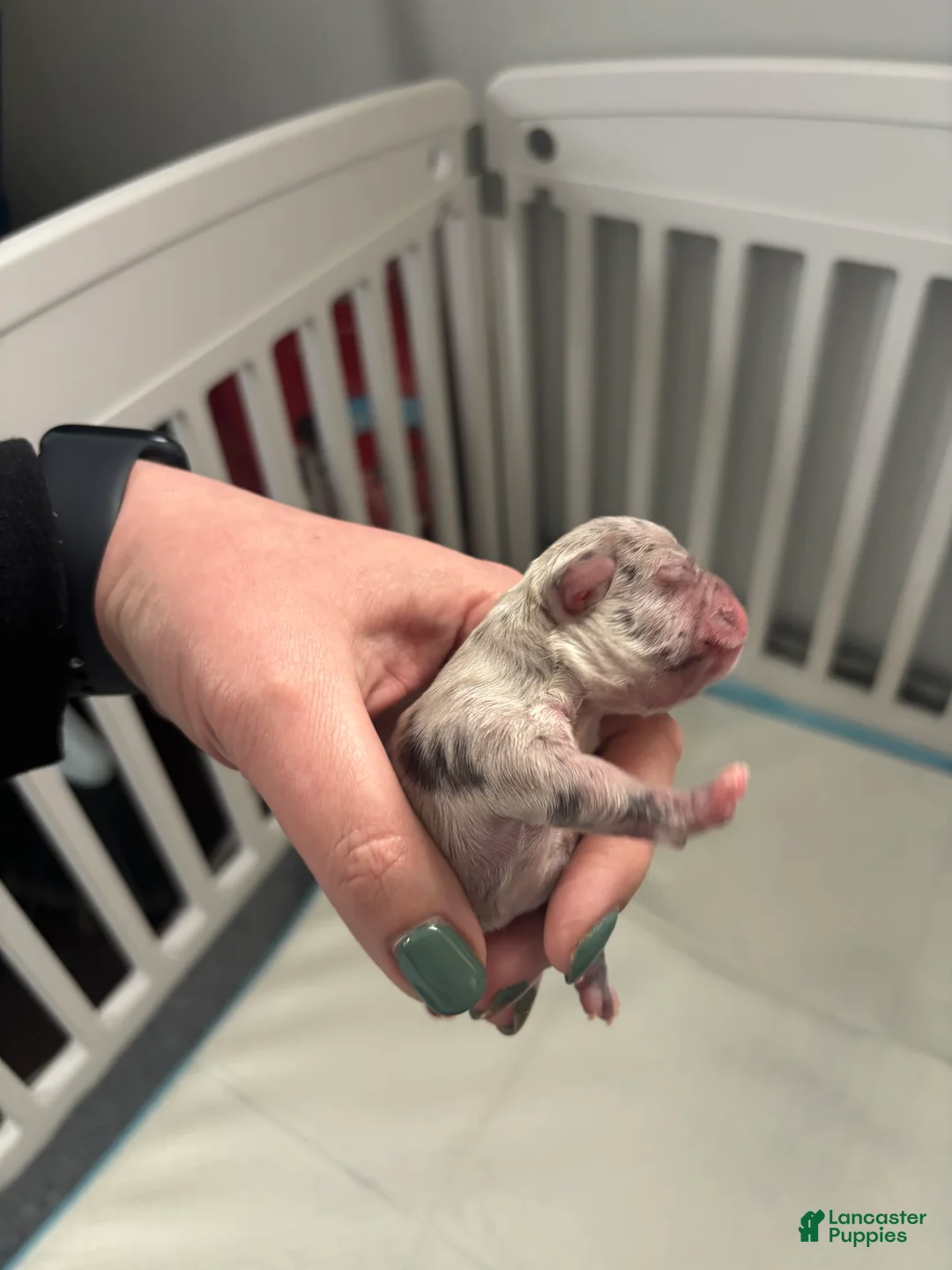 Mixed Breed dogs for sale: Mixed Breed Puppy 4 - Ad 2