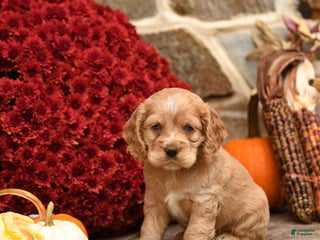 Cocker Spaniel dogs - Ad 24