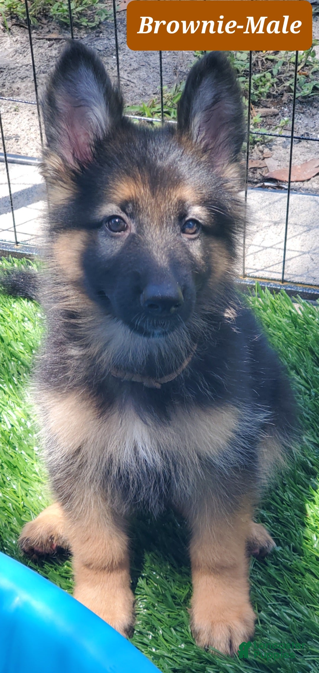 German Shepherd dogs Brownie - Ad 15