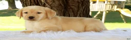Labrador Retriever dogs for sale: Lacey - Ad 5