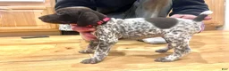 German Shorthaired Pointer dogs for sale: Martha Mae - Ad 17