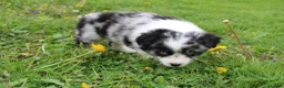 Miniature Australian Shepherd dogs for sale: Miniature Australian Shepherd Puppy 1 - Ad 6