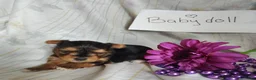 Yorkshire Terrier dogs for sale: Baby doll - Ad 2