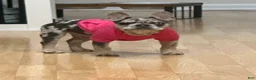 French Bulldog dogs for sale: French Bulldog Puppy 2 - Ad 3