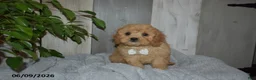 Cavapoo dogs for sale: Maverick - Ad 2
