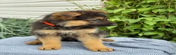 German Shepherd dogs for sale: Griffin - Ad 9