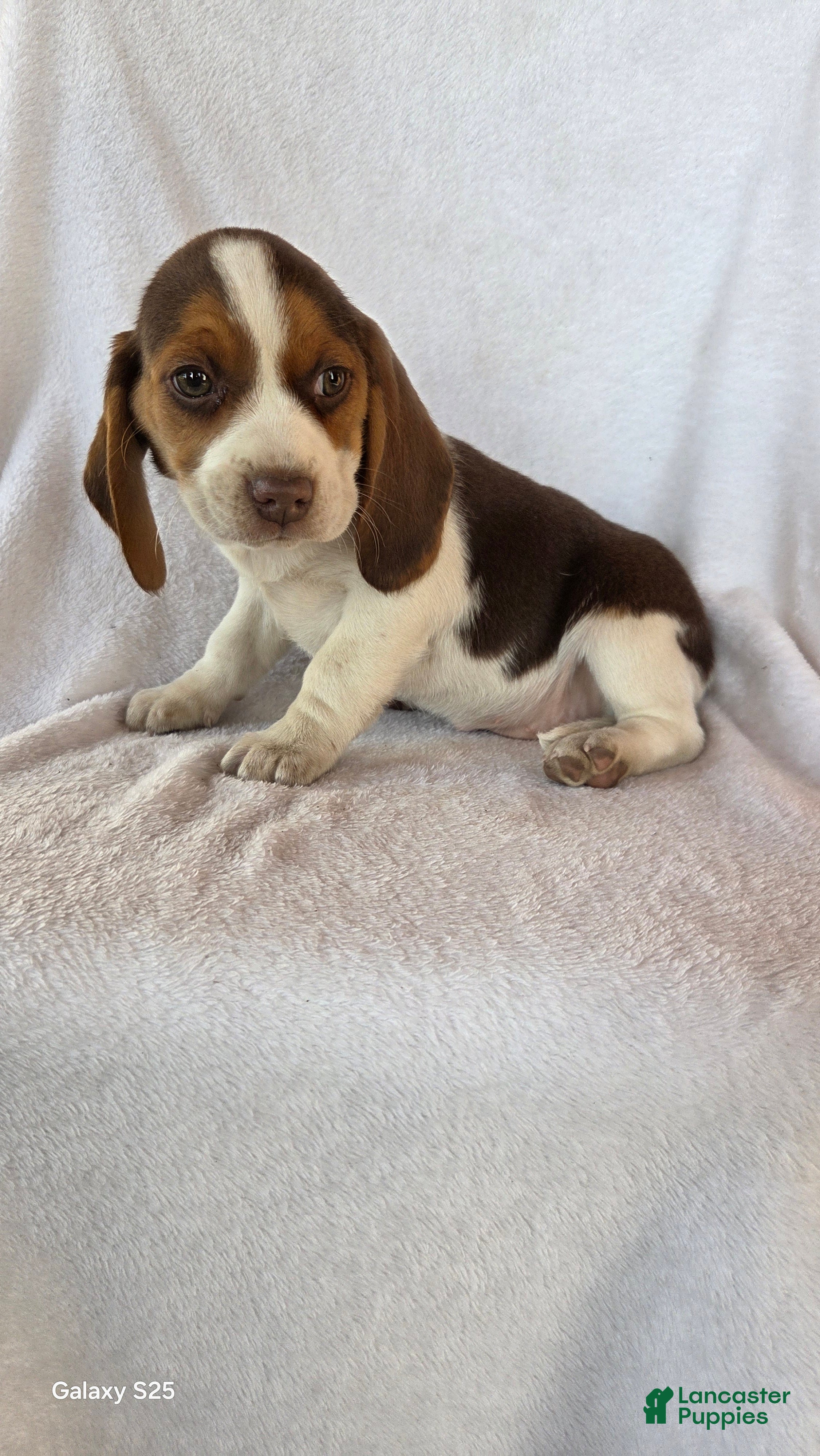 Beagle dogs Rocky - Ad 38