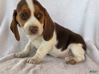 Beagle dogs Rocky - Ad 38