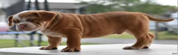 Mixed Breed dogs for sale: Hercules Bulldog hybrid  - Ad 39
