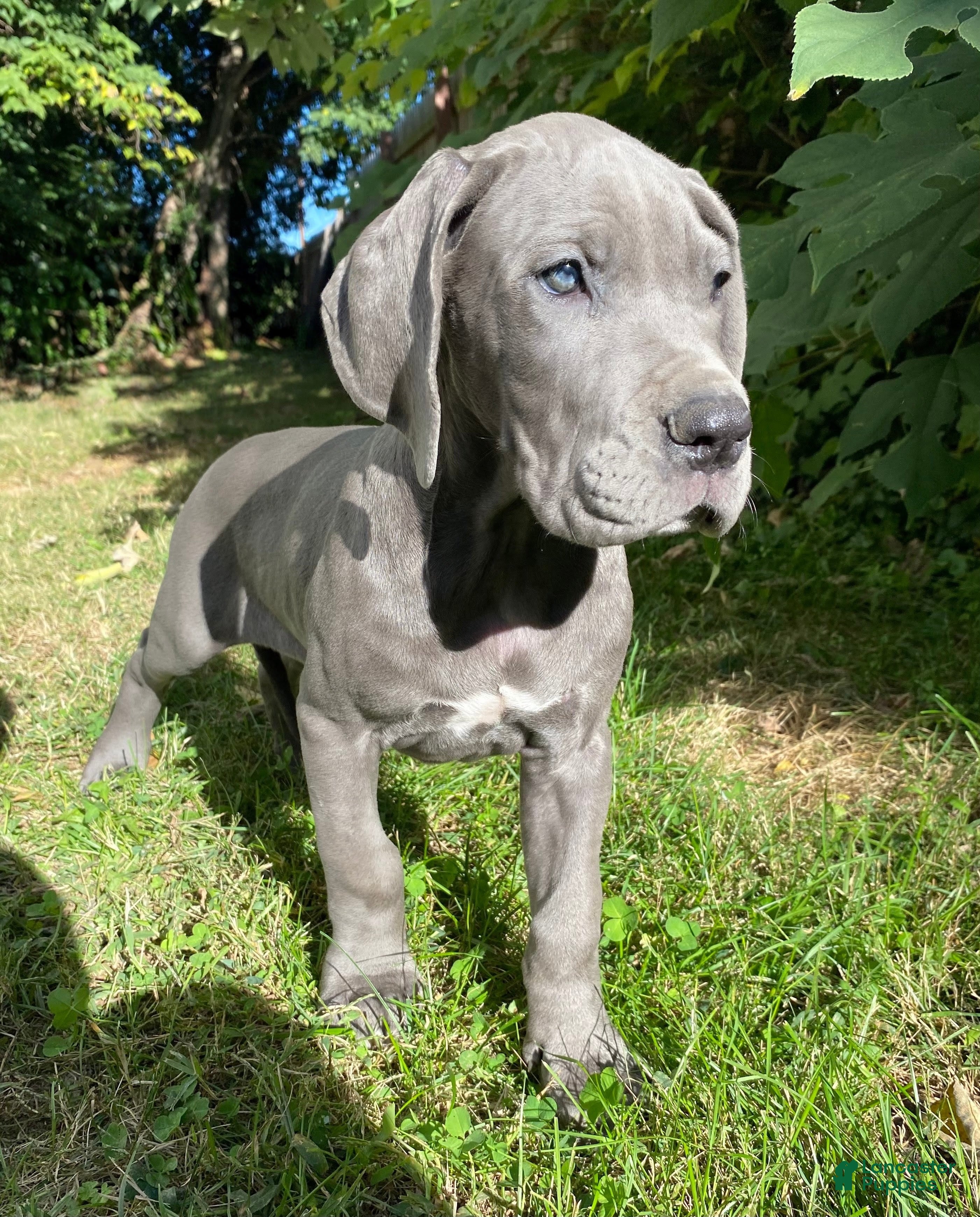 Great Dane dogs for sale: Era - Ad 42
