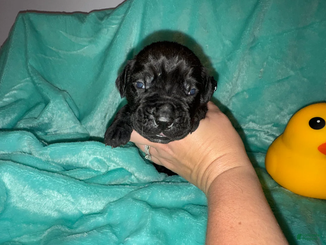 Cane Corso dogs for sale: Black Collar Male - Ad 2