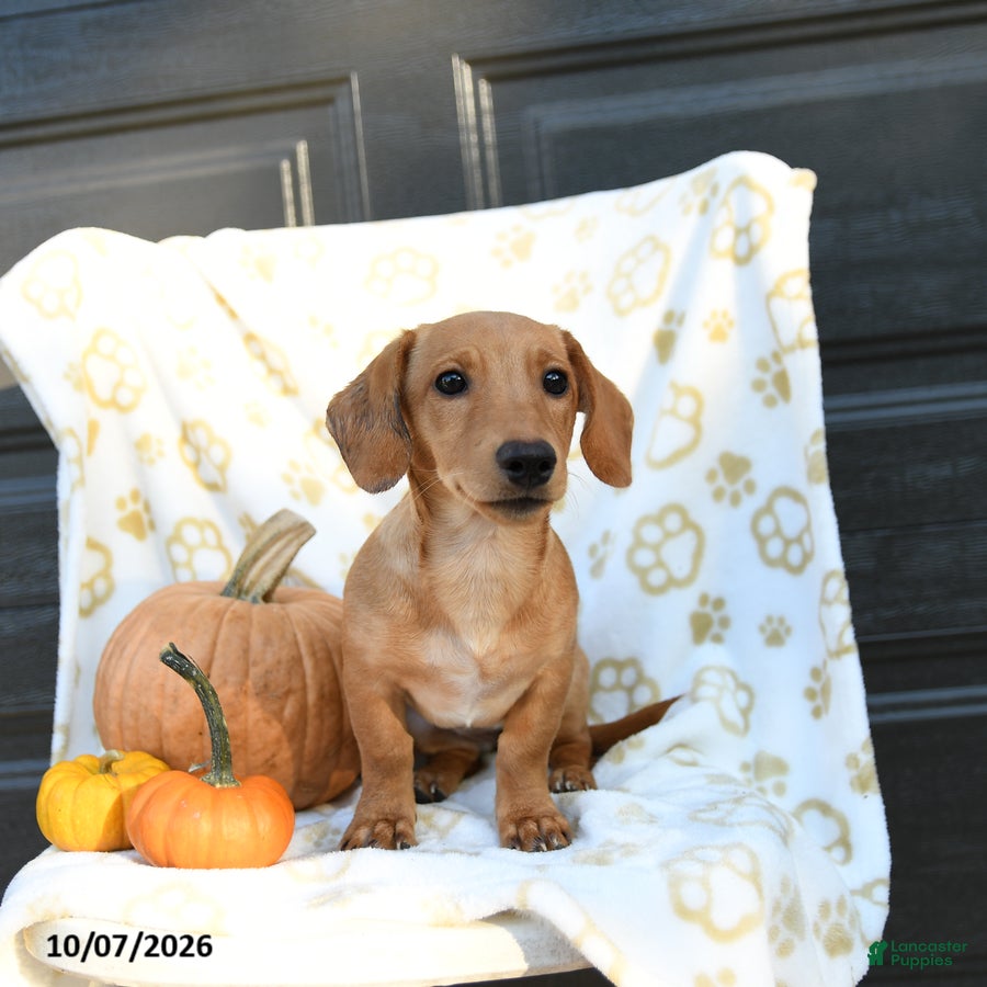 Mixed Breed dogs Aura - Ad 2