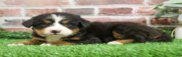 Bernese Mountain Dog dogs for sale: Snowflake  - Ad 19