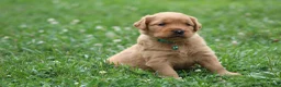Golden Retriever dogs for sale: Indie - Ad 1