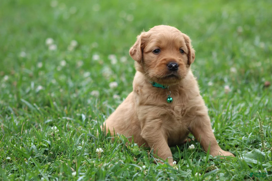 Golden Retriever dogs for sale: Indie - Ad 1