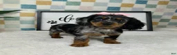 Miniature Dachshund dogs for sale: Delilah  - Ad 5