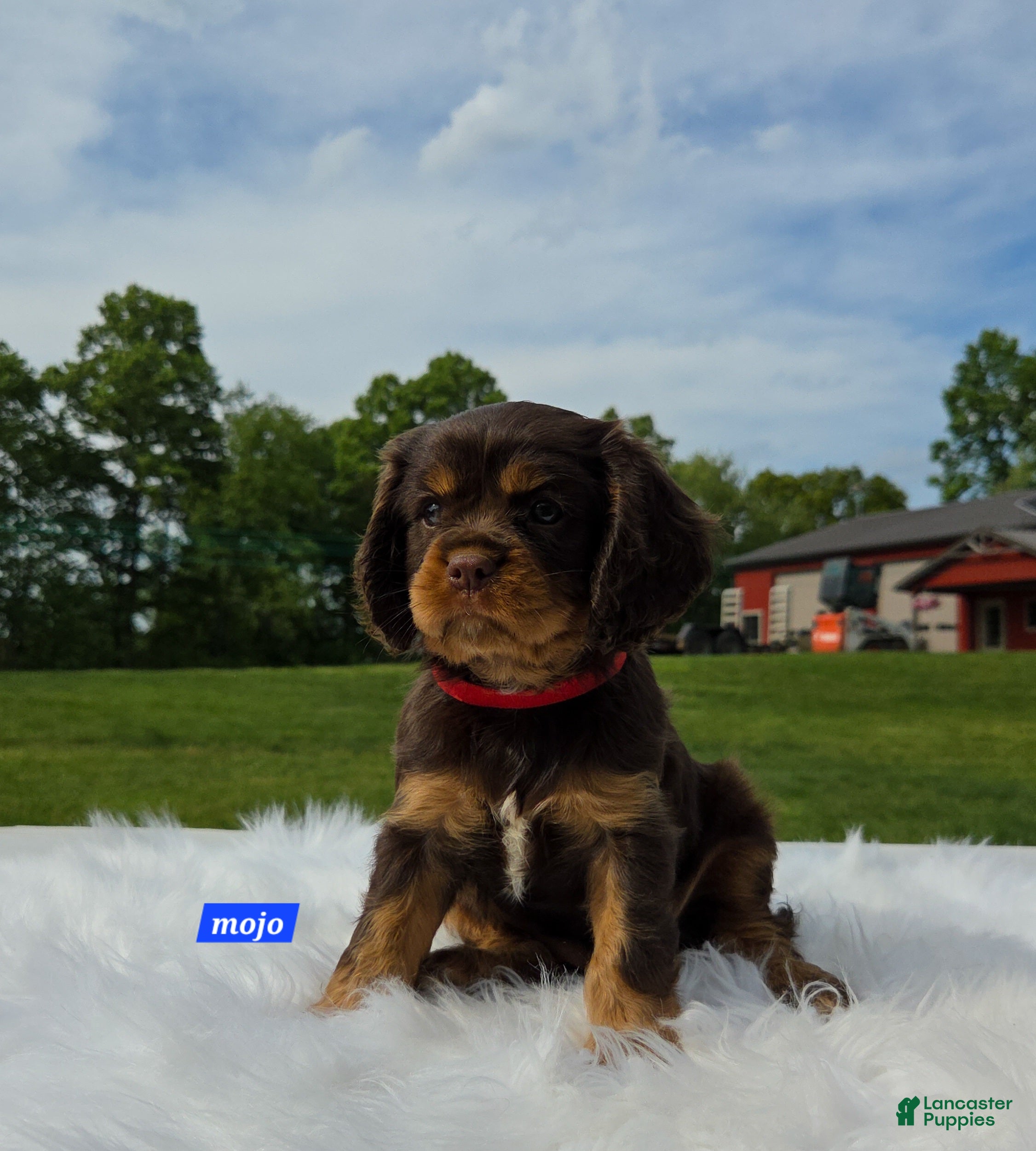 Cavalier King Charles Spaniel dogs for sale: Mojo - Ad 2