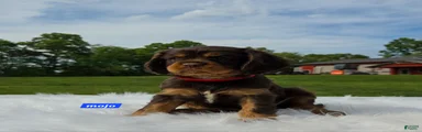 Mojo
