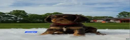 Cavalier King Charles Spaniel dogs for sale: Mojo - Ad 1