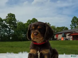 Cavalier King Charles Spaniel dogs for sale: Mojo - Ad 2