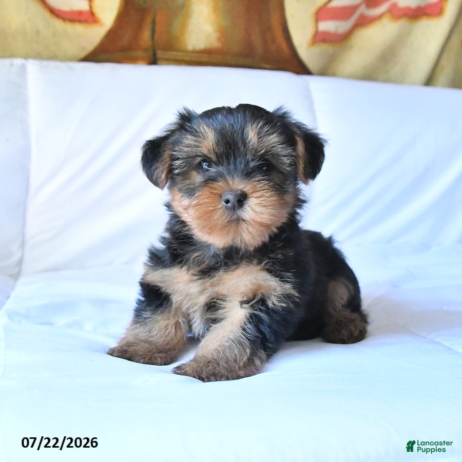 Yorkshire Terrier dogs for sale: Rolo - Ad 1