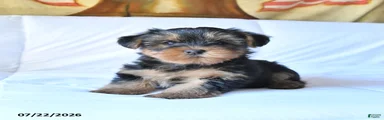 Rolo