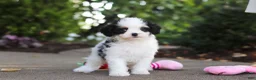 Cavapoo dogs for sale: Brady - Ad 10