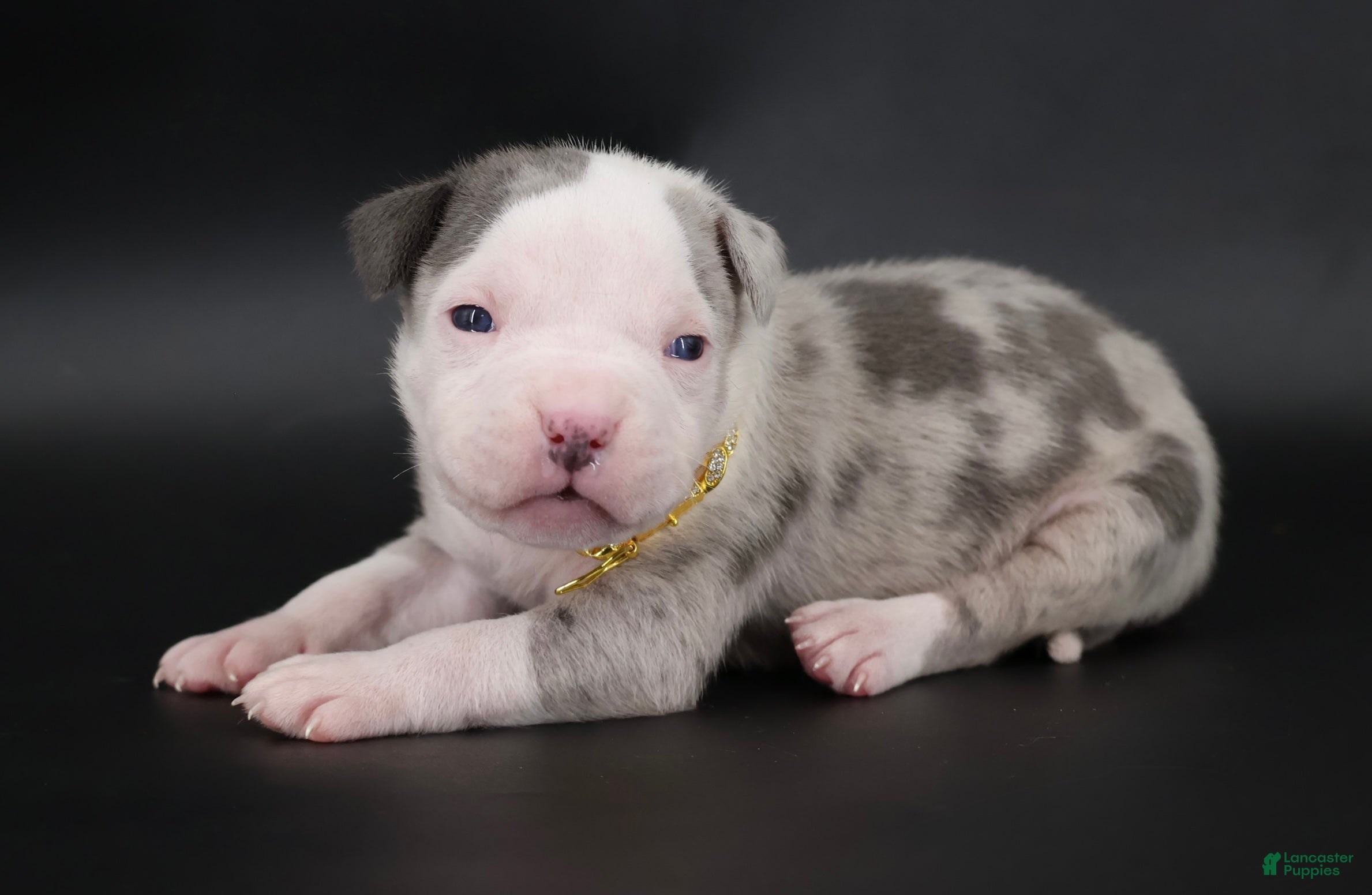 American Bully dogs Uriel - XL - ABKC - Ad 1