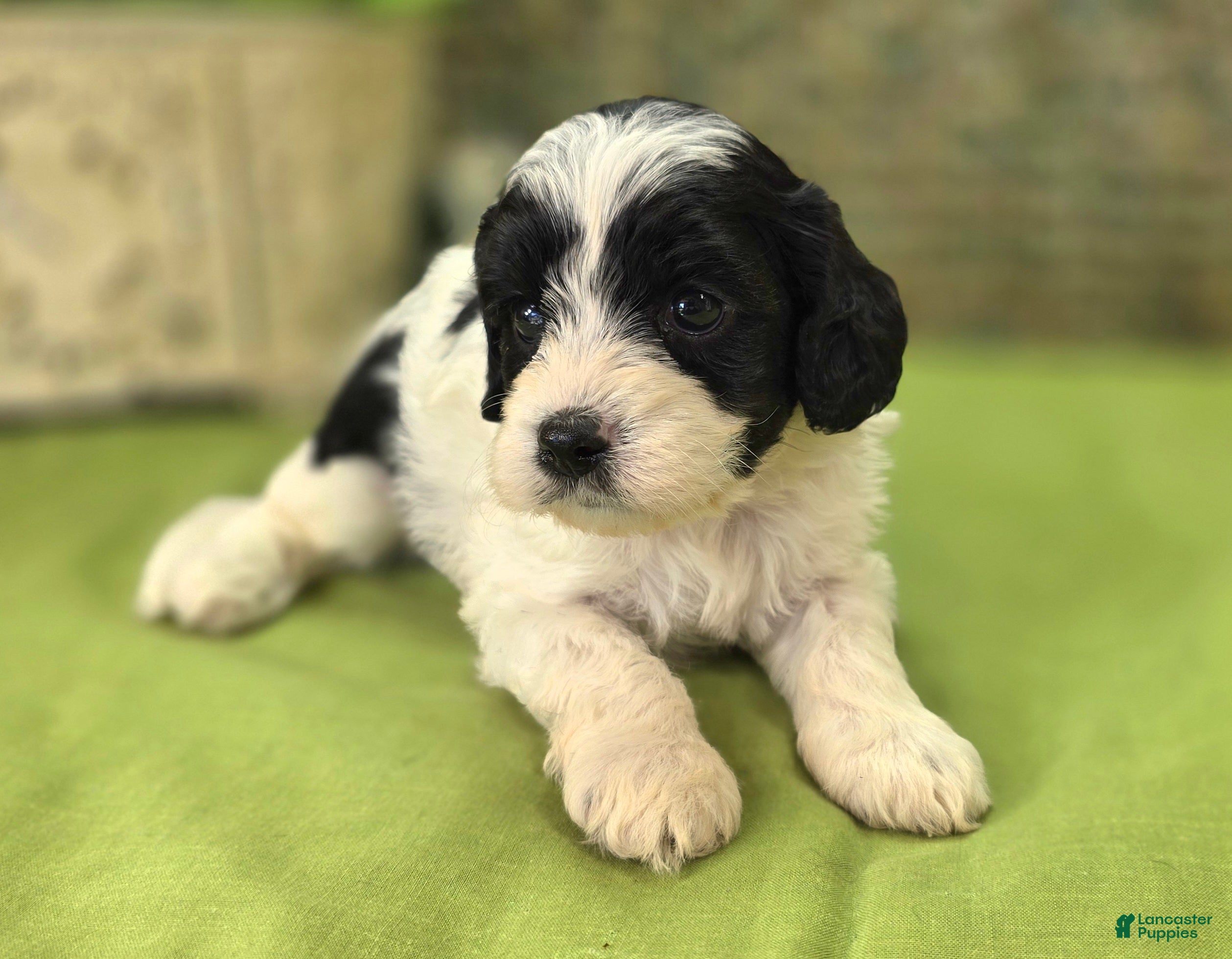 Cavapoo dogs Laramie - Ad 25