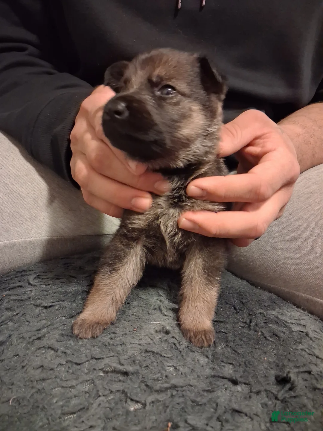 German Shepherd dogs for sale: German Shepherd 1 - Ad 2