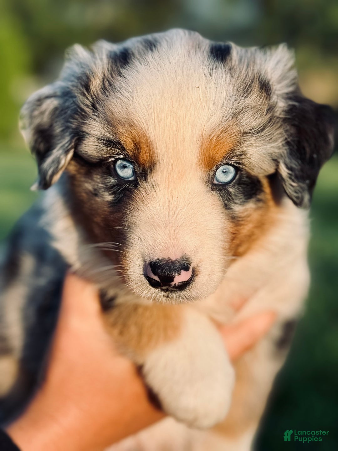 Australian Shepherd dogs for sale: Toothless - Ad 4