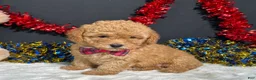 Toy Poodle dogs for sale: Lila - Ad 6